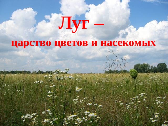 Урок луг. Луг царство цветов и насекомых. Лук царство цветков и насекомых. Луг царство цветов. Луг царство цветов и насекомых 3 класс.