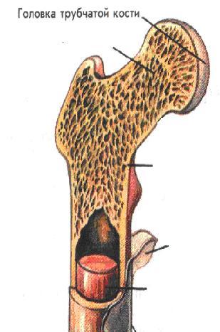 Головка кости. Трубчатая кость человека. Внутреннее строение трубчатой кости. Головка трубчатой кости. Строение головки трубчатой кости.