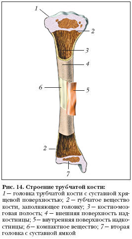Строение трубчатой кости. Строение трубчатой кости биология 8 класс. Рисунок строение трубчатой кости биология 8 класс. Рис 14 строение трубчатой кости. Строение трубчатых костей анатомия.