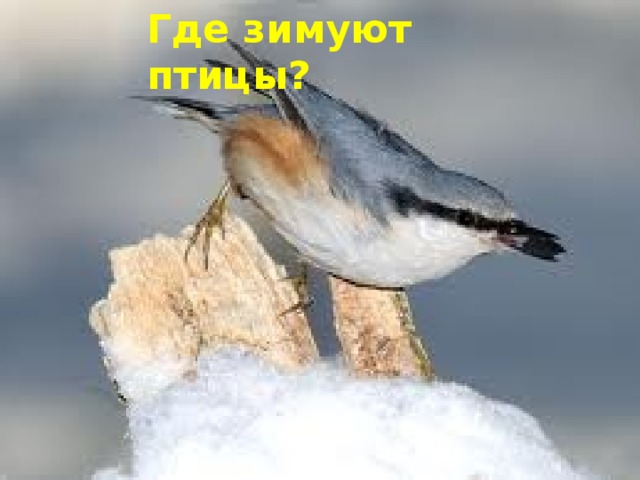 Где зимуют птицы? Где зимуют птицы? 