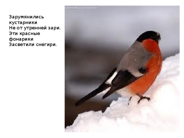 Зарумянились кустарники  Не от утренней зари.  Эти красные фонарики  Засветили снегири.   
