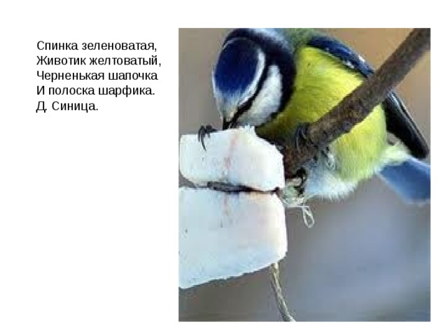 Спинка зеленоватая,  Животик желтоватый,  Черненькая шапочка  И полоска шарфика. Д. Синица. 
