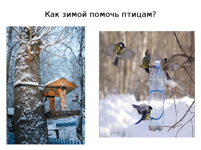 Как зимой помочь птицам? 