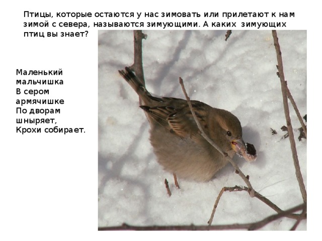 Птицы, которые остаются у нас зимовать или прилетают к нам зимой с севера, называются зимующими. А каких зимующих птиц вы знает? Маленький мальчишка  В сером армячишке  По дворам шныряет,  Крохи собирает. 
