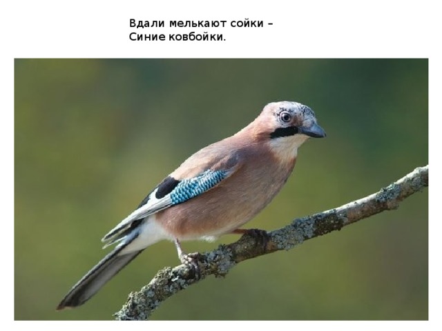 Вдали мелькают сойки –  Синие ковбойки.   