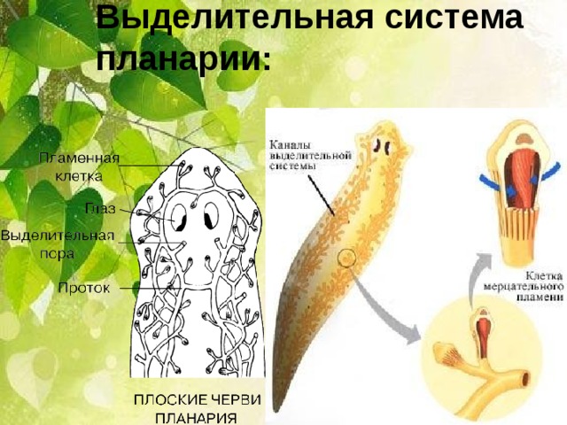 Белая планария жизненный цикл схема