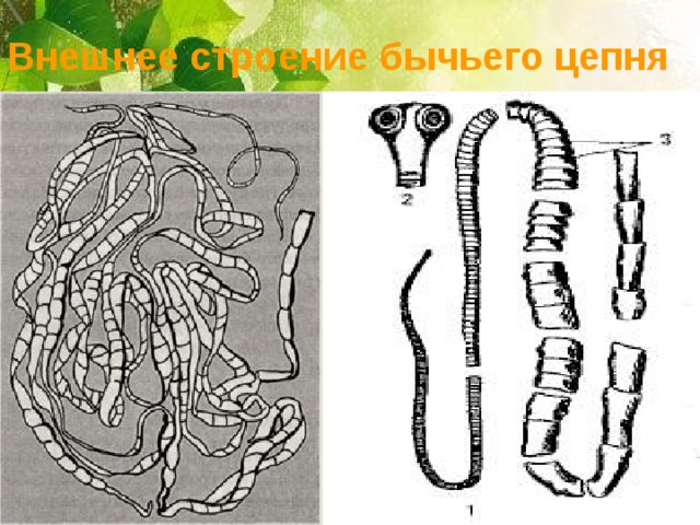 Строение бычьего цепня рисунок с подписями