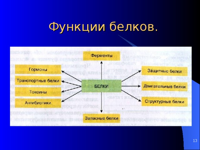 Белки ферменты презентация