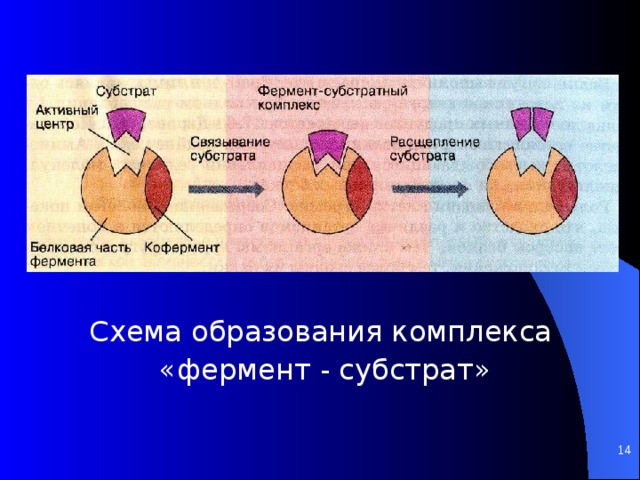 Схема работы фермента