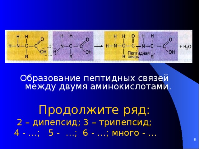Образование пептидных связей между двумя аминокислотами. Продолжите ряд:  2 – дипепсид; 3 – трипепсид; 4 - …; 5 - …; 6 - …; много - …    