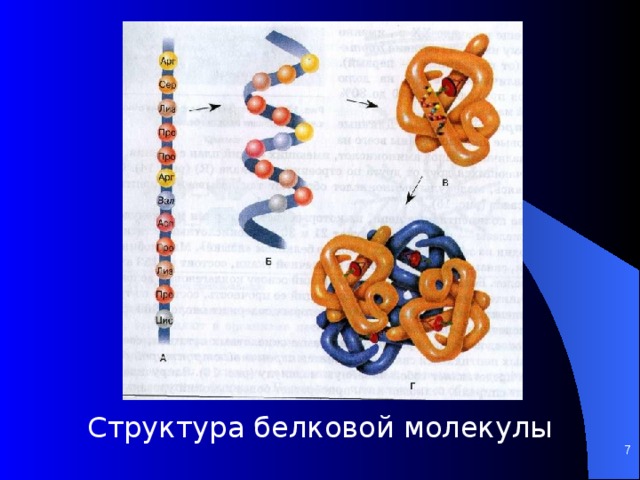 Структура белковой молекулы    