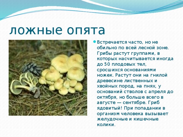 Грибы проект 4 класс