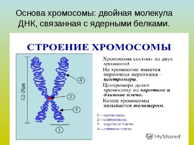 Основа хромосомы: двойная молекула ДНК, связанная с ядерными белками. 