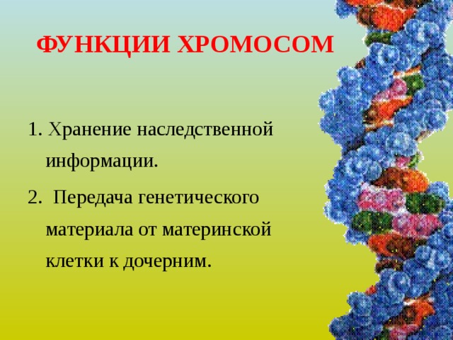 Хромосомы в растительной клетке. Хромосомы функции 5 класс биология. Хромосомы их строение и функции. Хромосомы и их функции кратко.