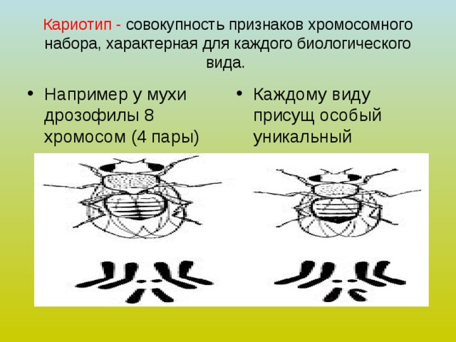 Кариотип - совокупность признаков хромосомного набора, характерная для каждого биологического вида. Например у мухи дрозофилы 8 хромосом (4 пары)  Каждому виду присущ особый уникальный кариотип 
