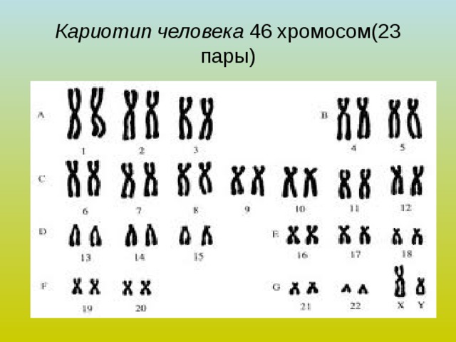Кариотип человека 46 хромосом(23 пары) 