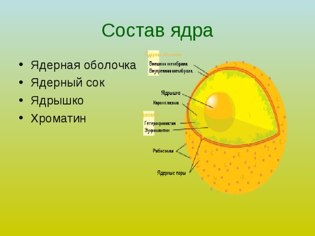 Состав ядра Ядерная оболочка Ядерный сок Ядрышко Хроматин 