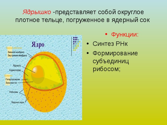 Ядрышко -представляет собой округлое плотное тельце, погруженное в ядерный сок Функции: Синтез РНк Формирование субъединиц рибосом; 