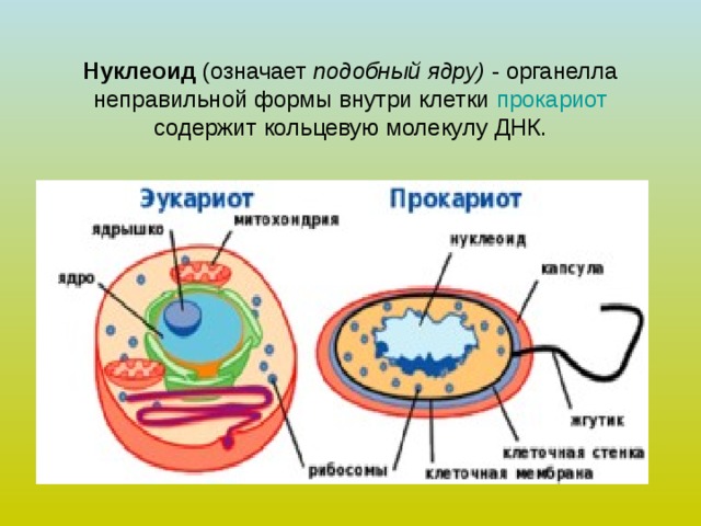 Прокариоты наличие ядер. Строение и функции нуклеоида. Нуклеоид в прокариотической клетке. Нуклеоид бактерий строение. Строение нуклеоида бактериальной клетки.