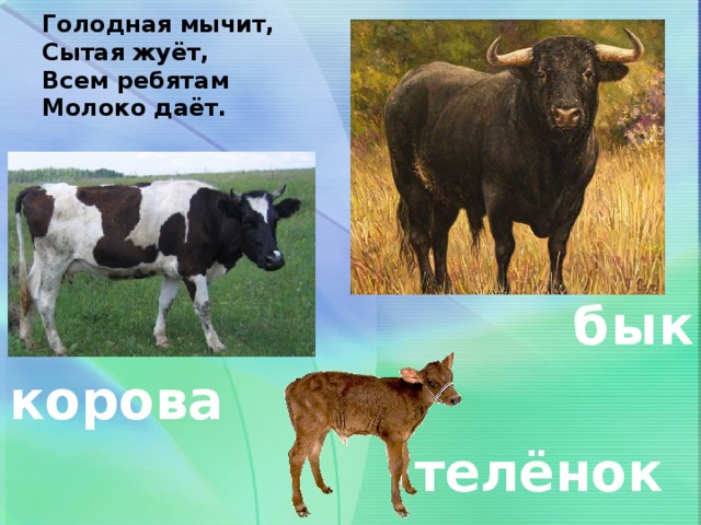 Корова доклад 3 класс окружающий. Корова и бык. Картинки домашних животных корова. Семейство коров. Корову окружающий мир.