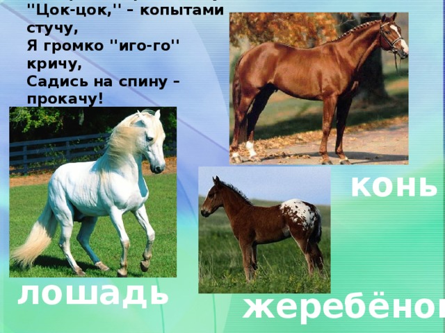 Цок цок текст