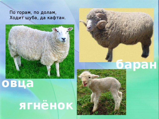 Овца баран ягненок картинки для детей