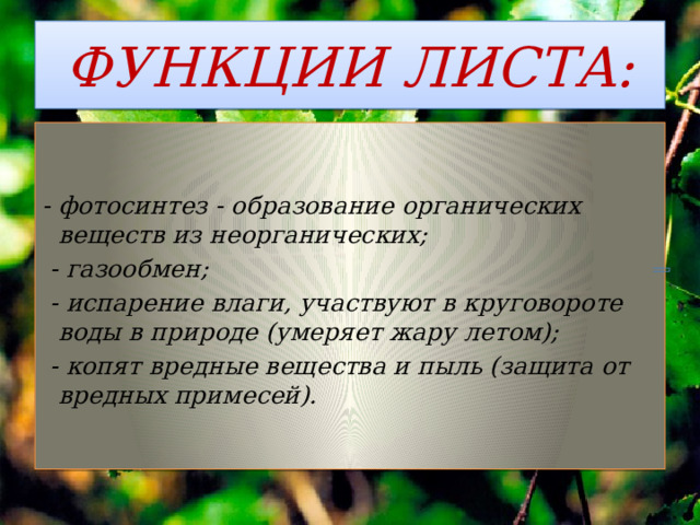 ФУНКЦИИ ЛИСТА:   - фотосинтез - образование органических веществ из неорганических;  - газообмен;  - испарение влаги, участвуют в круговороте воды в природе (умеряет жару летом);  - копят вредные вещества и пыль (защита от вредных примесей).  