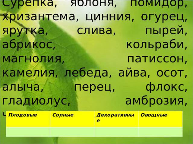  Сурепка, яблоня, помидор, хризантема, цинния, огурец, ярутка, слива, пырей, абрикос, кольраби, магнолия, патиссон, камелия, лебеда, айва, осот, алыча, перец, флокс, гладиолус, амброзия, черешня, лук.   Плодовые Сорные Декоративные Овощные 