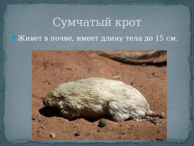 Сумчатый крот Живет в почве, имеет длину тела до 15 см. 