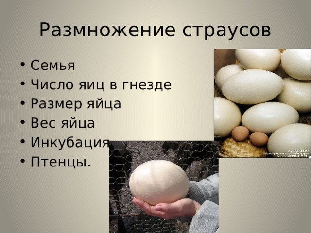 Размножение страусов Семья Число яиц в гнезде Размер яйца Вес яйца Инкубация. Птенцы. 