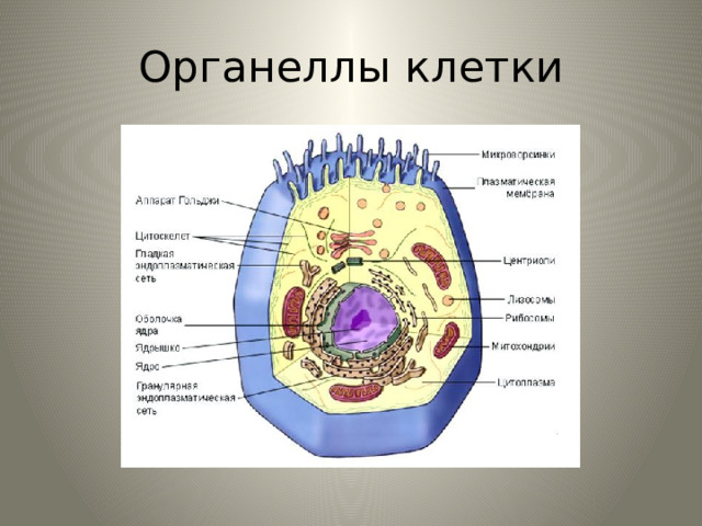 Органеллы клетки 