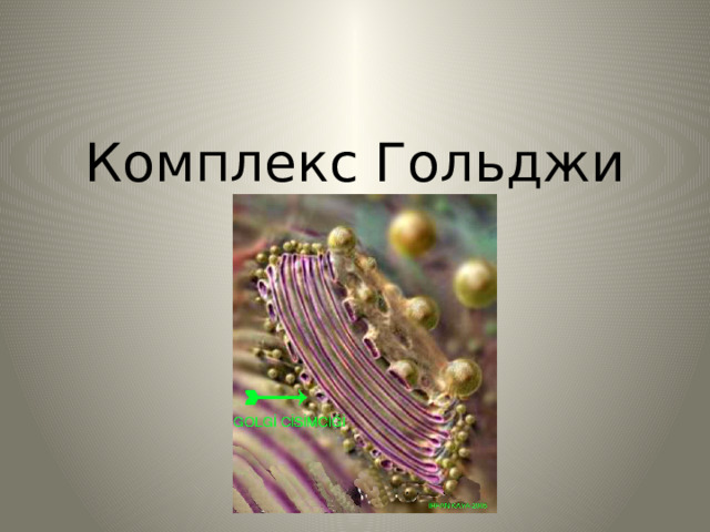 Комплекс Гольджи 