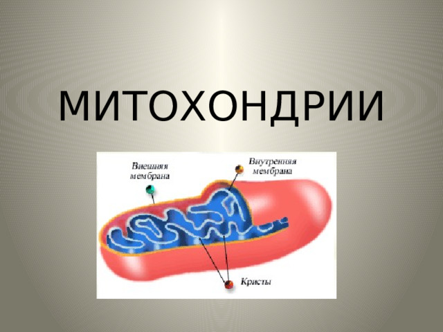 МИТОХОНДРИИ 