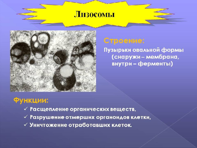  ЛИЗОСОМЫ 