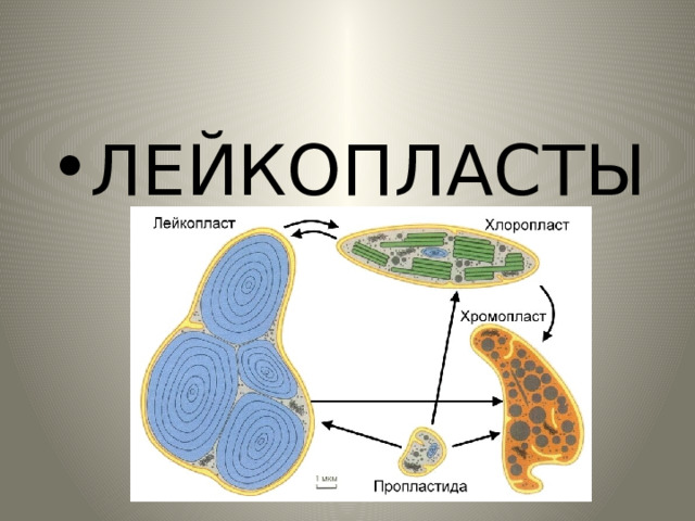 ЛЕЙКОПЛАСТЫ 