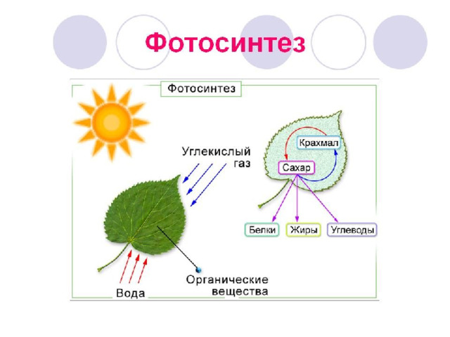 ФОТОСИНТЕЗ 