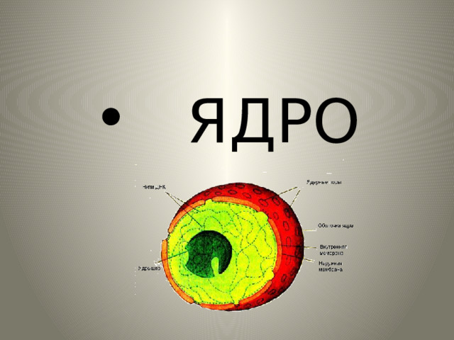  ЯДРО 