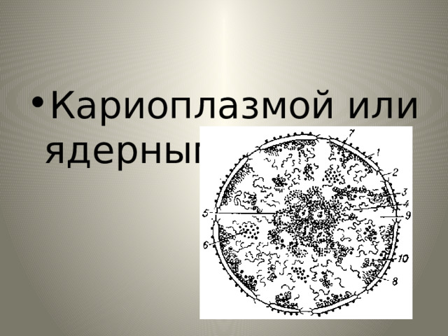 Кариоплазмой или ядерным соком 