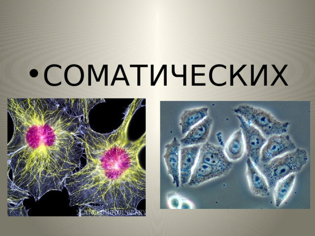 СОМАТИЧЕСКИХ 