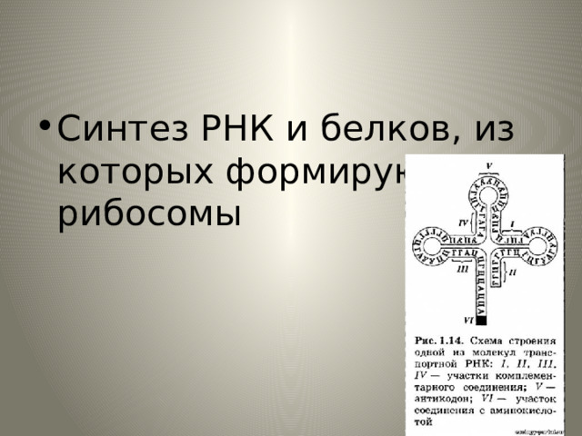 Синтез РНК и белков, из которых формируются рибосомы 