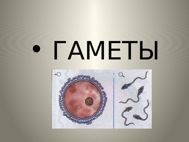  ГАМЕТЫ 