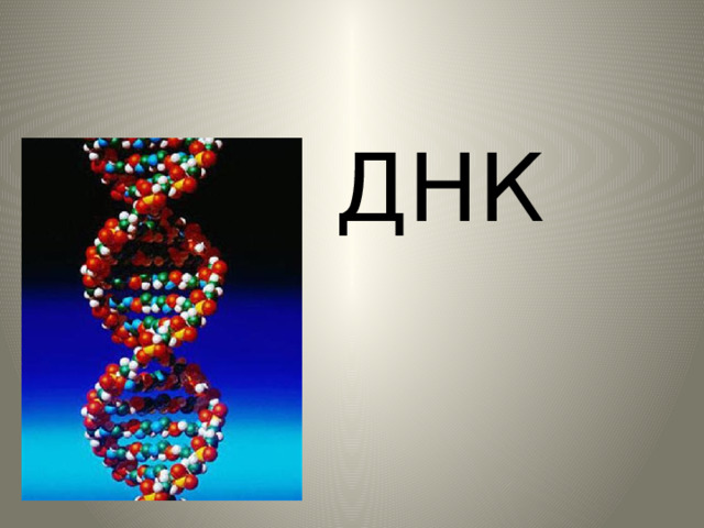  ДНК 