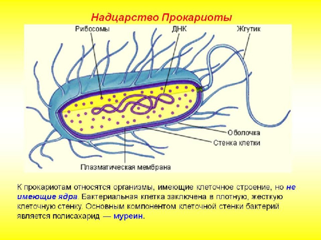 прокариотами 