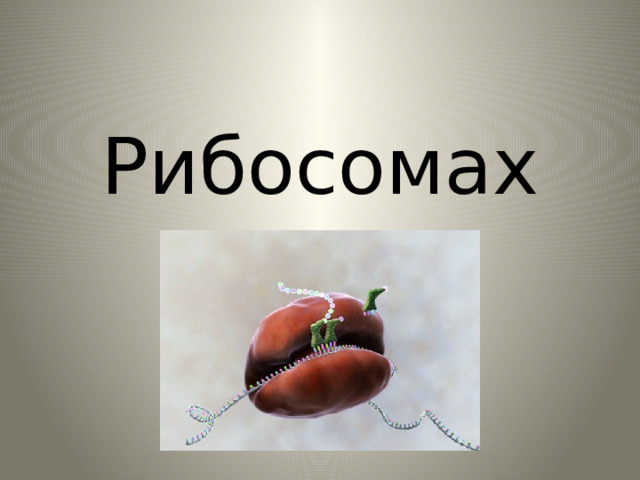 Рибосомах 
