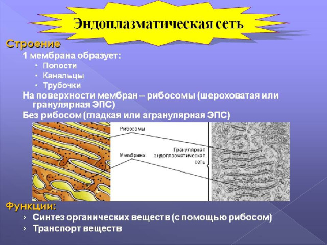 Презентация по биологии на тему " Органоиды клетки- Эндоплазматическая сеть" ( 1