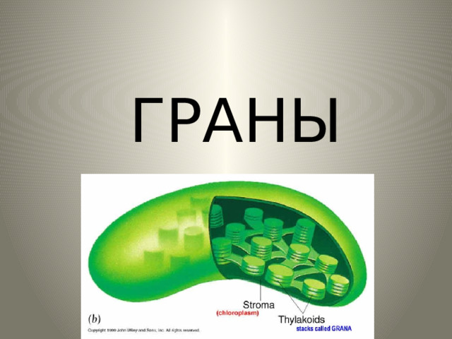  ГРАНЫ 