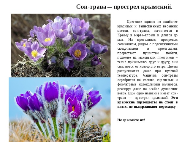 Крымские первоцветы - Начальные классы - Презентации - 4 класс