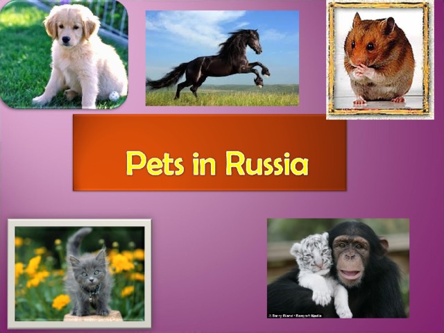 Pets презентация. Pets in Russia. Pets in Russia 2 класс проект. Pets in Russia 3 класс. The most popular Pets in Russia.