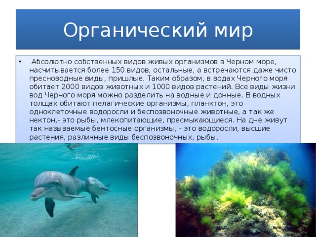 Органический мир примеры. Органический мир черного моря. Органичечкий мтрчерного моря.