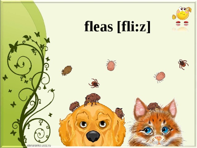fleas [fli:z] 